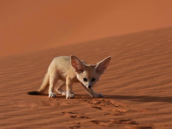 Desert Holiday ジャイサルメール エクステリア 写真