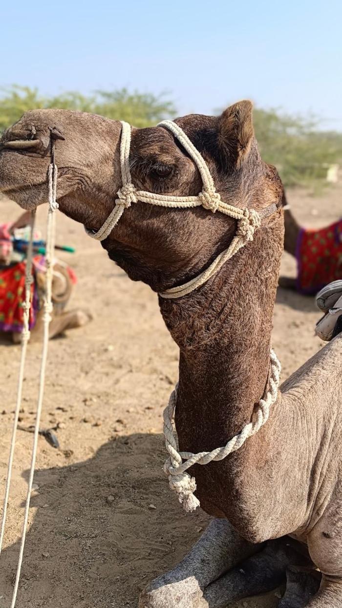 Desert Holiday ジャイサルメール エクステリア 写真